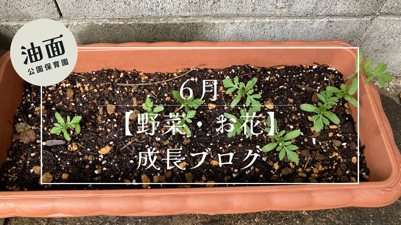【油面】お花と夏野菜の成長ブログ